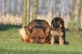 BERGER ALLEMAND 847